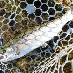 秋晴れのフィッシングパーク高島の泉で釣りまくる